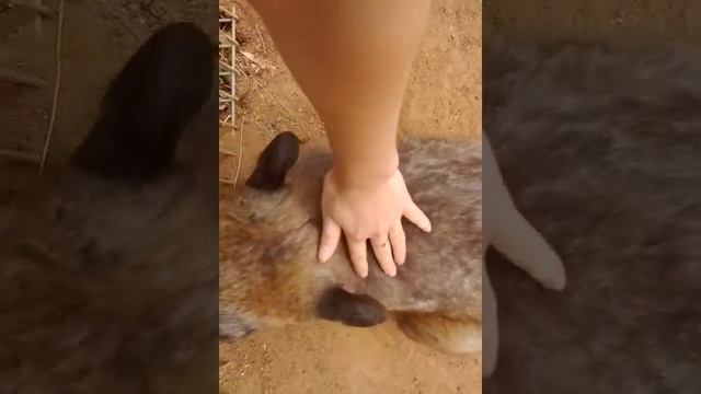 Волохате порося (вомбат) смотреть онлайн