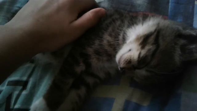 Котёнок спит смотреть онлайн