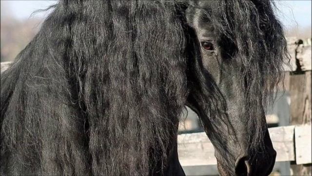 "EL MUGROSO" (recitado) смотреть онлайн