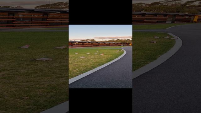 Parrots In Australia