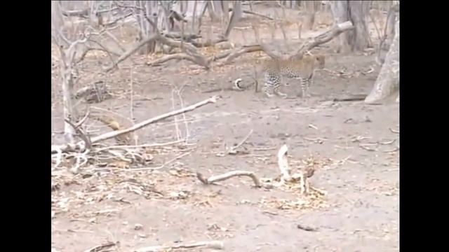 Leopard Attack Anaconda - Leopard Vs Anaconda - Wildlife, Lion, Tiger, Elephant, Crocodile, Buffalo смотреть онлайн