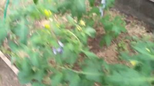 Как получить ранний урожай огурцов