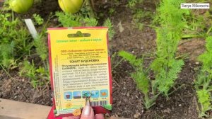 Какая же все таки высота у томата БУДЁНОВКА? Этот сорт достоен внимания!!!