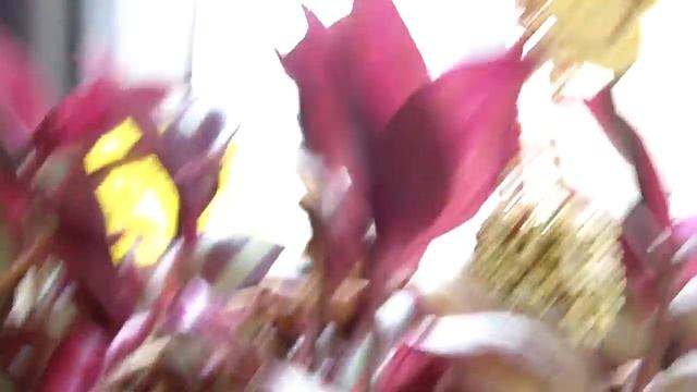 Kodak test смотреть онлайн