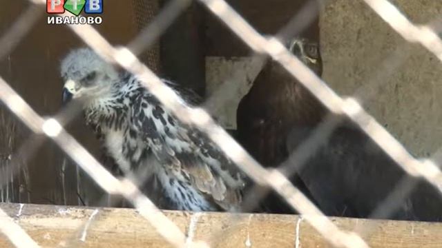 Пернатое пополнение смотреть онлайн