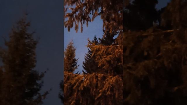 Зачем человеку необходимо знать, своего тотемного животного? МК 13 НОЯБРЯ👇 смотреть онлайн