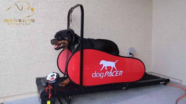 DOG PACER LF 3.1 - ROTTWEILER TRAINING смотреть онлайн