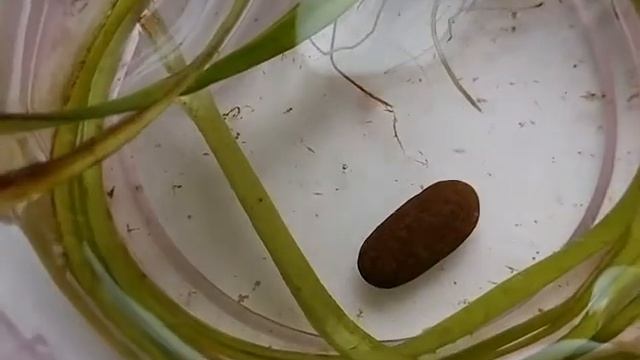 Гидра обыкновенная, гидра бесстебельная (лат. Hydra vulgaris) смотреть онлайн