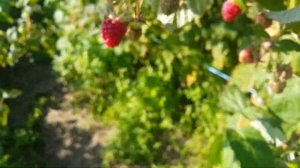 Бизнес на ремонтантной малине? Стоит или нет - заниматься малиновым бизнесом?