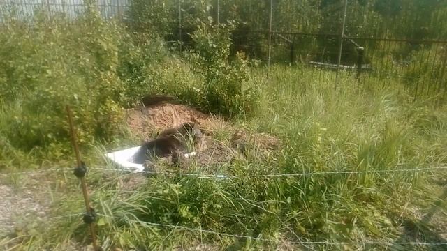 Центр реабилитации диких животных "Феникс"- Медведица Маша смотреть онлайн