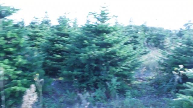 16 258 Пихта Нордмана срезанная 2.25 – 2.50 м. смотреть онлайн