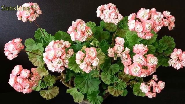 April Snow,에이프릴 스노우, Pelargonium,제라늄,2022 봄 смотреть онлайн