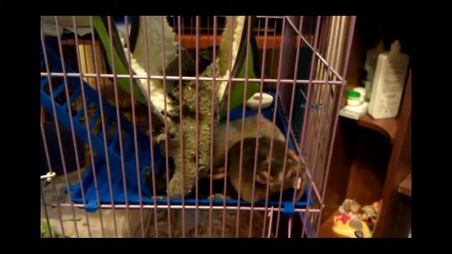 Домашние крысы Шуша не дает Бусе спать смотреть онлайн