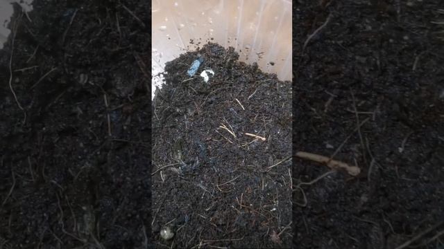 Первая кладка