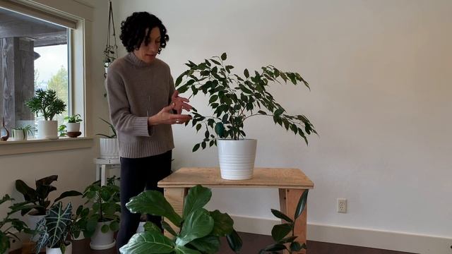 Meet the Plant! Ficus Benjamina : Care & Growing Guide смотреть онлайн