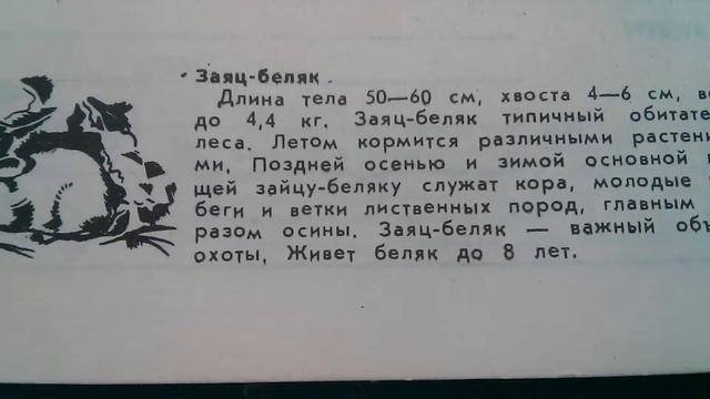Заяц Беляк - Где живёт смотреть онлайн