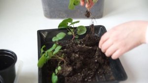 ПЕЛАРГОНИЯ ОТ ПОСЕВА ДО ЦВЕТЕНИЯ