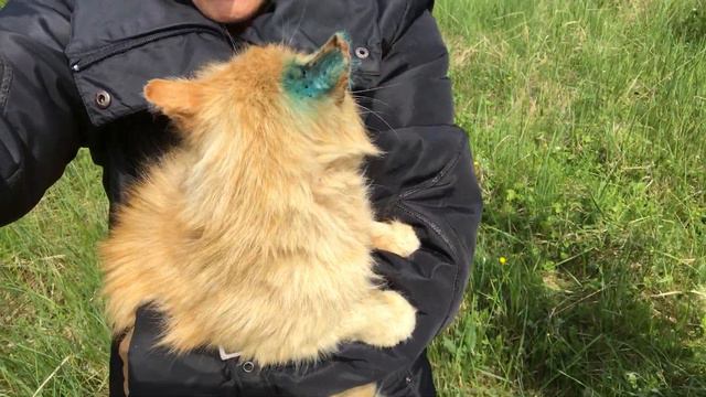 Уличный кот Рыжка залез ко мне на колени смотреть онлайн