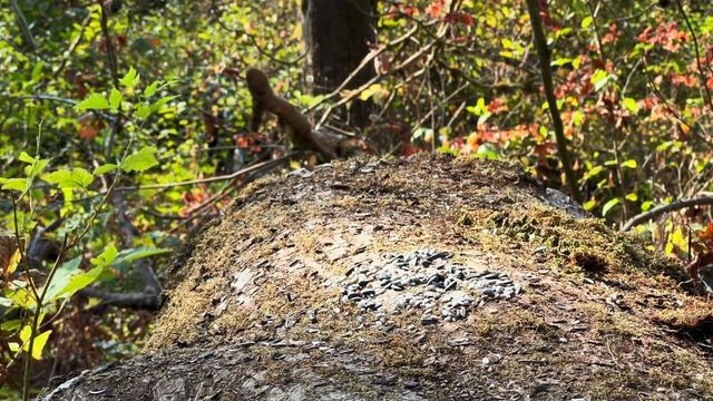 Cat TV for Cats to Watch ? Autumn Birds, Chipmunks, and Squirrels ??️ 8 Hours(4K HDR) смотреть онлайн