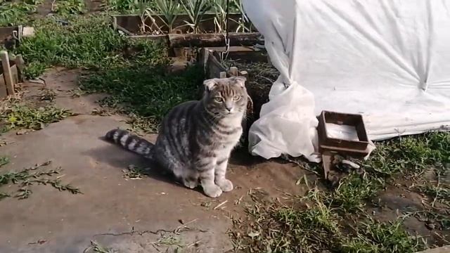 Сабантуй в деревне. Обзор огорода на 16,06,23г. смотреть онлайн