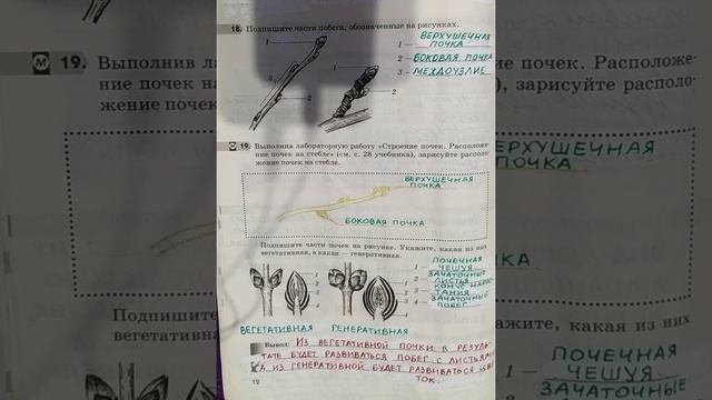 6 класс. ГДЗ. Биология. Рабочая тетрадь. Пасечник. Параграф 5. С комментированием. смотреть онлайн