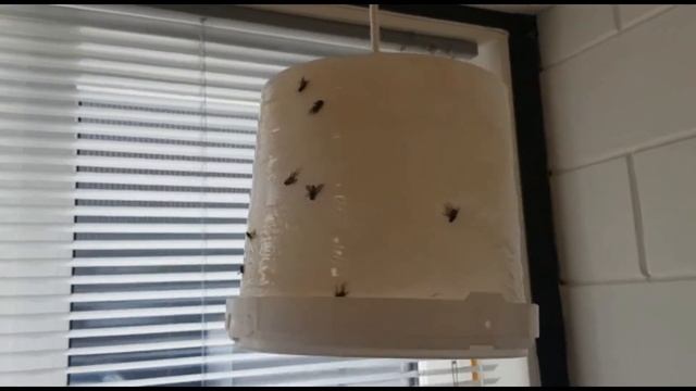 Sticky Trap клеевая ловушка для мух! БЕЛОЕ ВЕДРО смотреть онлайн