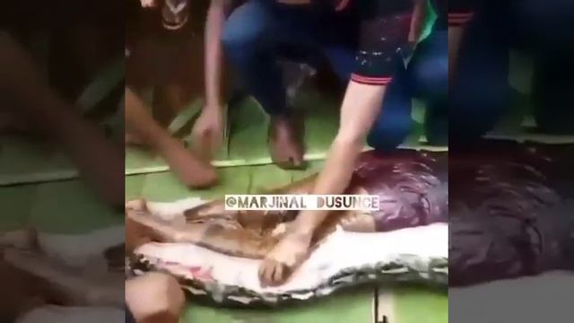 Ужас ..Анаконда проглатила Человека 2018 смотреть онлайн