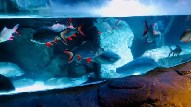 Marine Aquarium #aquarium#ocean#travel#fish#ornamentalfish #relaxing#china #marine#sea#animals #fun
