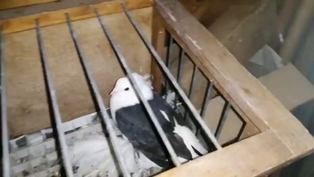 И снова в Бельгию. Голуби /Tauben / Pigeons