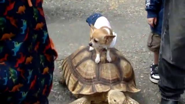 чихуахуа едит верхом на черепахе (link on original in description) смотреть онлайн