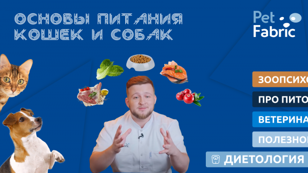 Основы питания кошек и собак.