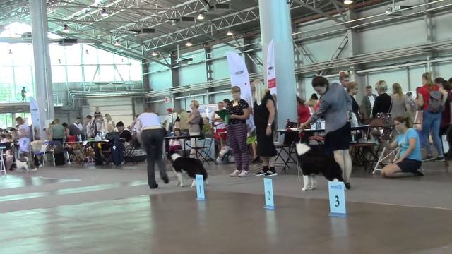 ринг бордер колли «ГРАН-ПРИ ПЕТЕРБУРГ» 22.07.18 смотреть онлайн