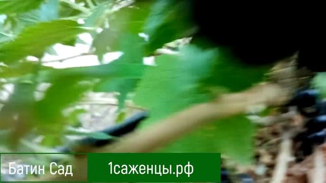 Черная смородина Нюрсинка смотреть онлайн