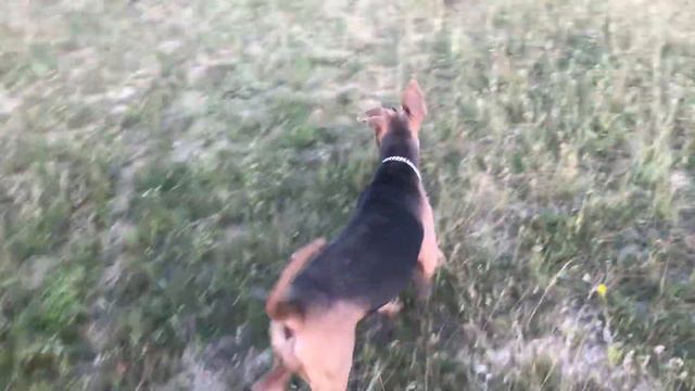 Karma the DOBERMAN/ XL PITBULL HYBRID. 6 Months Old!!!!! смотреть онлайн