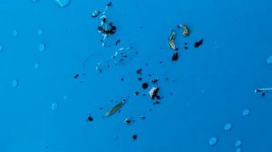 Как избавиться от грибного комарика. Мой личный опыт.