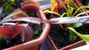 Зимовка Венериной Мухоловки и Саррацении.