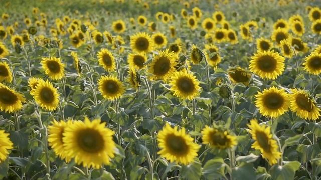 Врата Рая для постящихся I Ильдар Аляутдинов