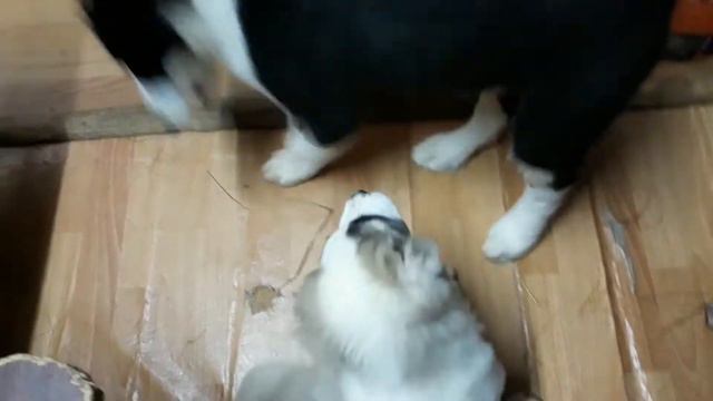 САО. АЛАБАИ/ВОЛКОДАВЫ. ГРАФ ИГРАЕТ. ЩЕНОК 3,5 МЕСЯЦА. смотреть онлайн