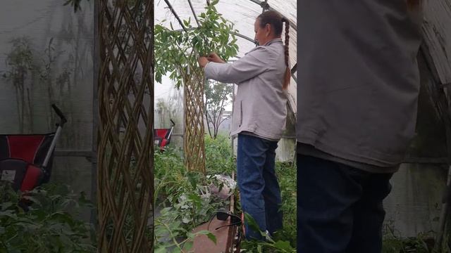 Плетем ажурный деревья из ивы в любую погоду! А так же плетем заборы и живые изгороди. смотреть онлайн