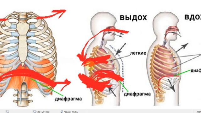 Дыхание вокалиста. Почему категорически нельзя "дышать животом" смотреть онлайн