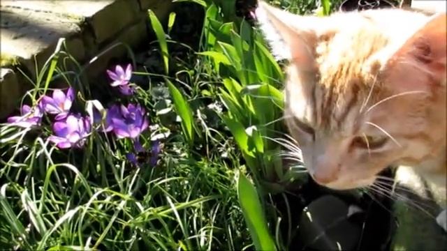 Природа Весна в Германии Кот и шмель Natur Westdeutscher Frühling Katze und Hummel смотреть онлайн