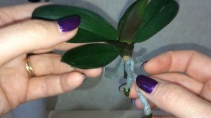 Детка орхидеи на цветоносе. Как правильно отсадить?