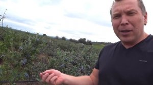 Работаем в США!!! Колхоз по-американски!!! Уборка урожая голубики...