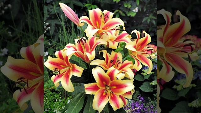 Flori Rare Și Deosebite (2023).Curtea de Argeș. Albinuțe de Grădină ( COVER).PAR:2. смотреть онлайн