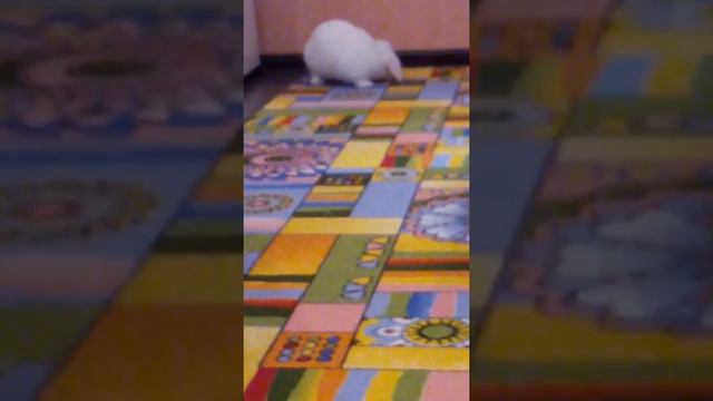 Смешной кролик играет.Часть 1. смотреть онлайн