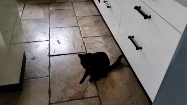 🔴К нам пришли из организации котов Англия Сентябрь 2022 #IrinaOk смотреть онлайн