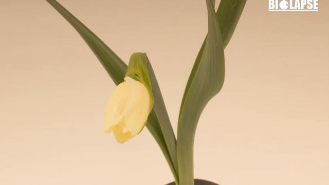 Нарцисс таймлапс | 4K смотреть онлайн