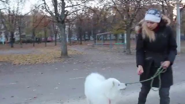 Как отучить вашу собаку реагировать на других собак? Простое упражнение для прогулки смотреть онлайн