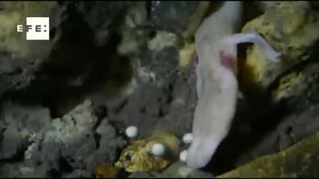 Una "cría del dragón" pone sus huevos "en público" por primera vez смотреть онлайн