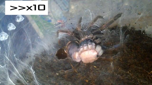 Линька паука птицееда Chilobrachys fimbriatus смотреть онлайн
